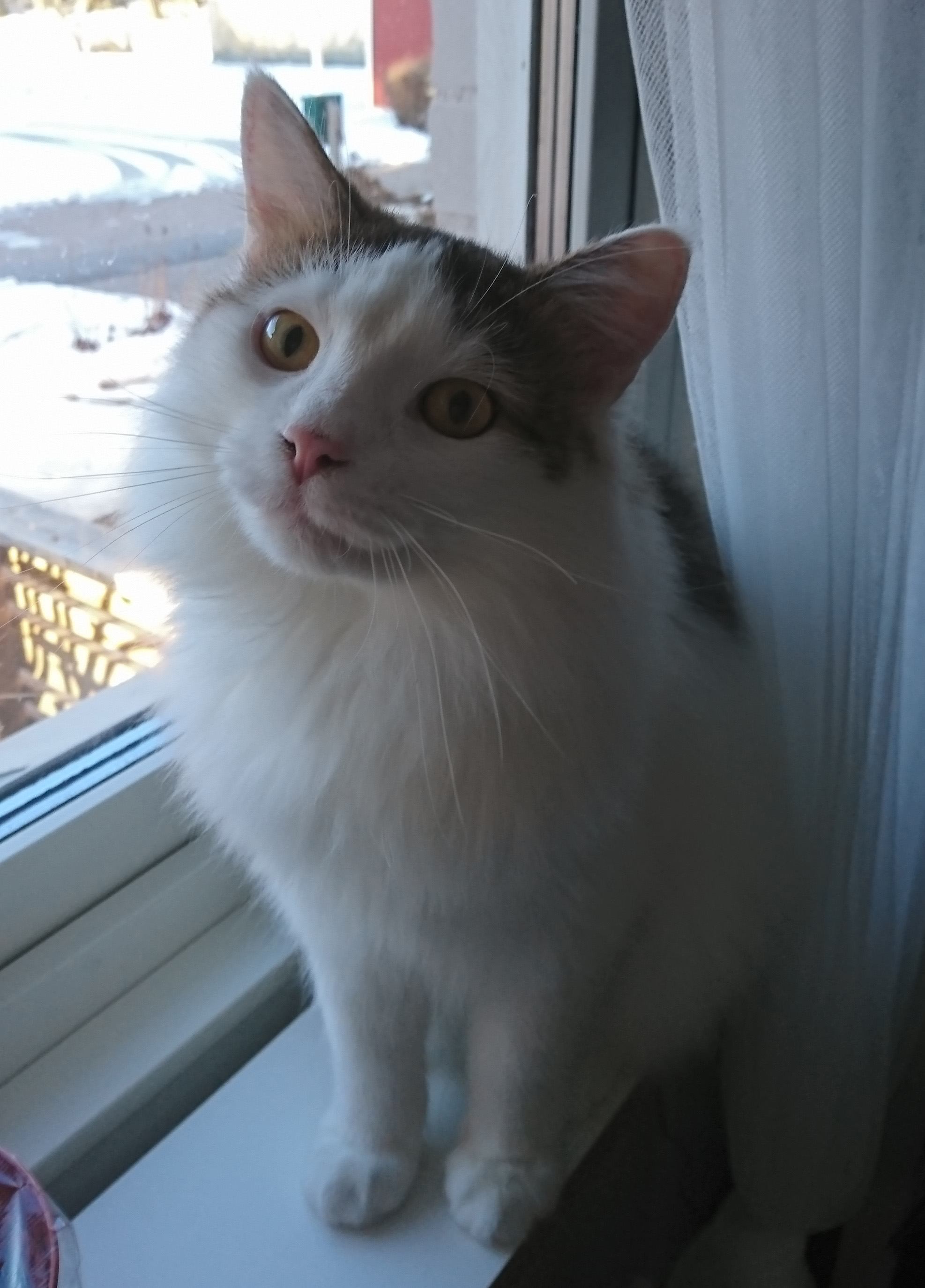 sibirisk katt Zwiers