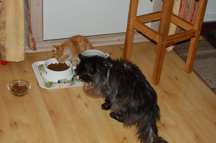 maie coon sibirisk kattunge