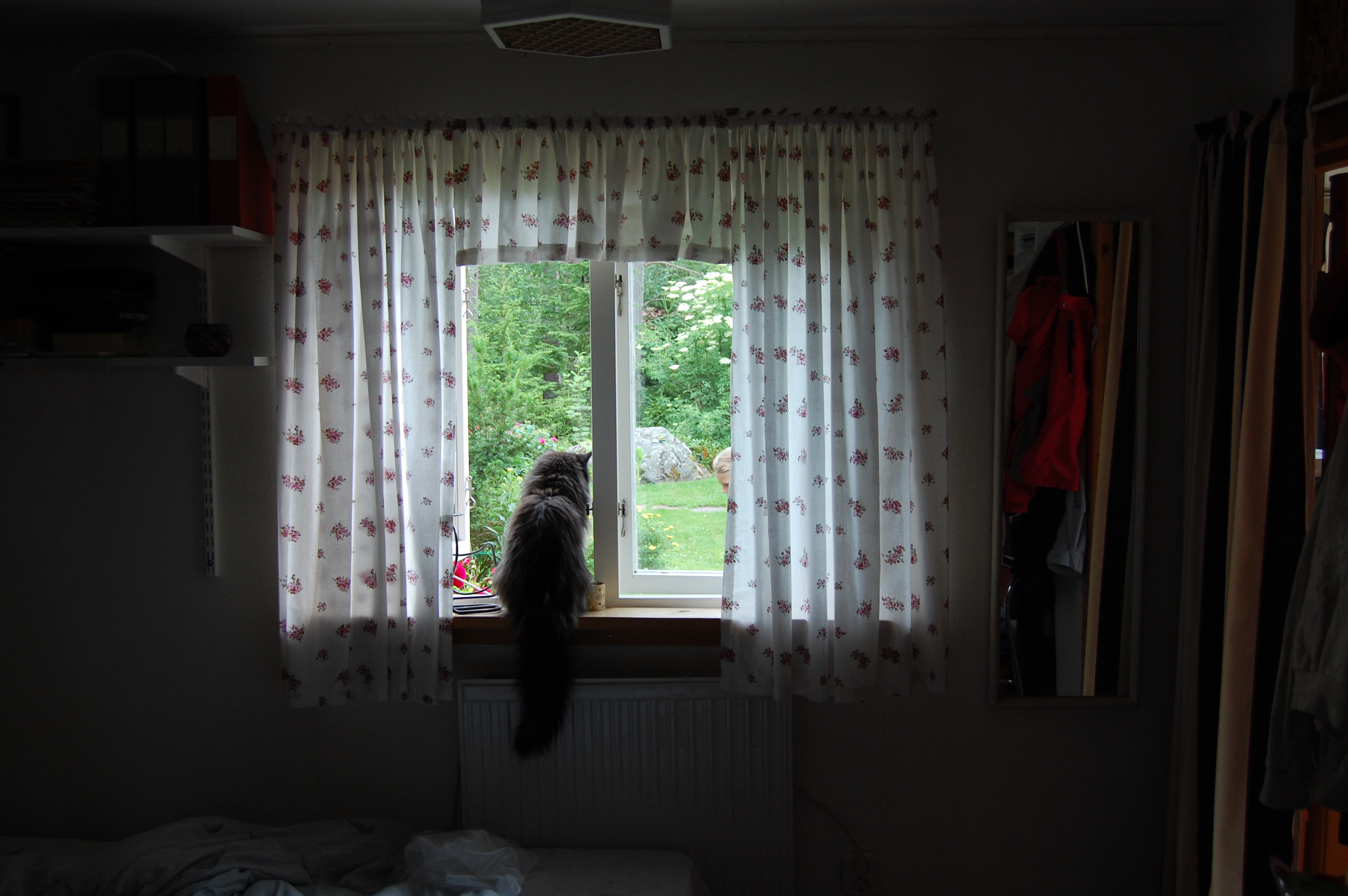 maine coon