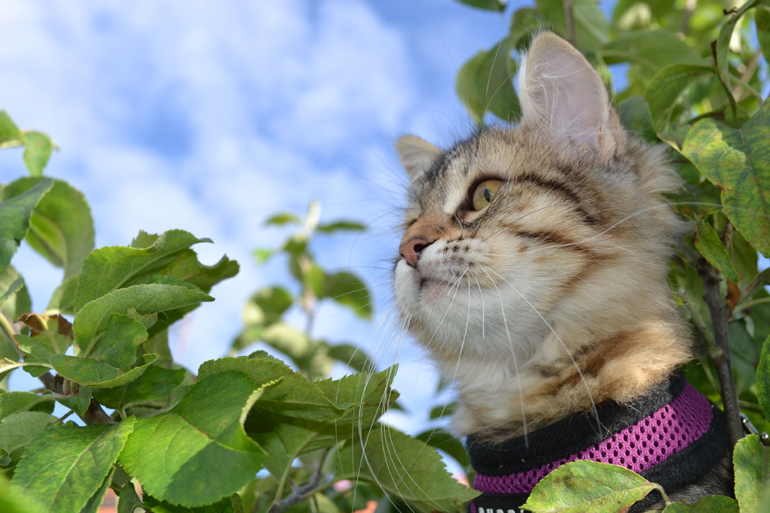 Sibirisk kattunge