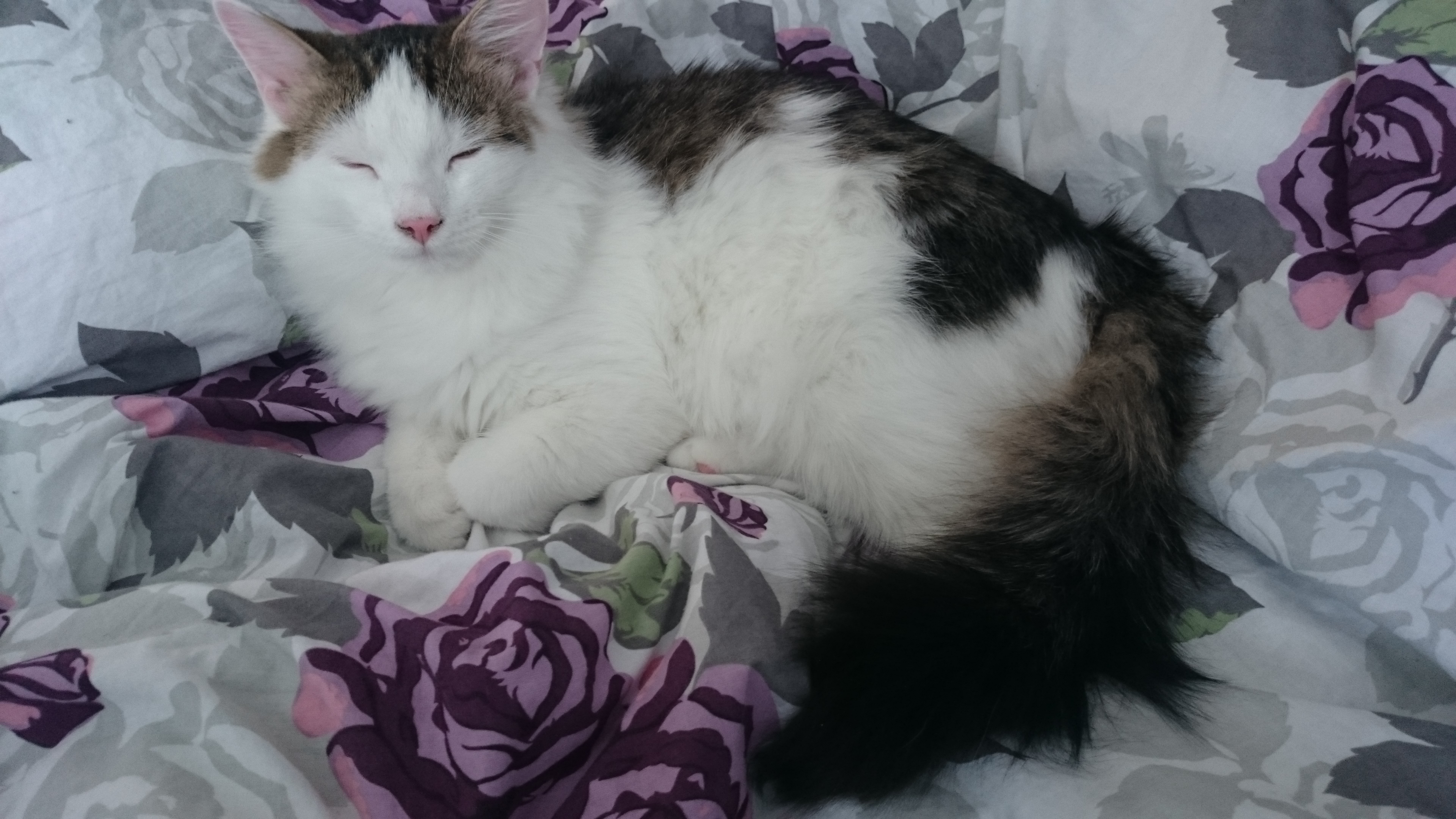 sibirisk kattunge Zwiers