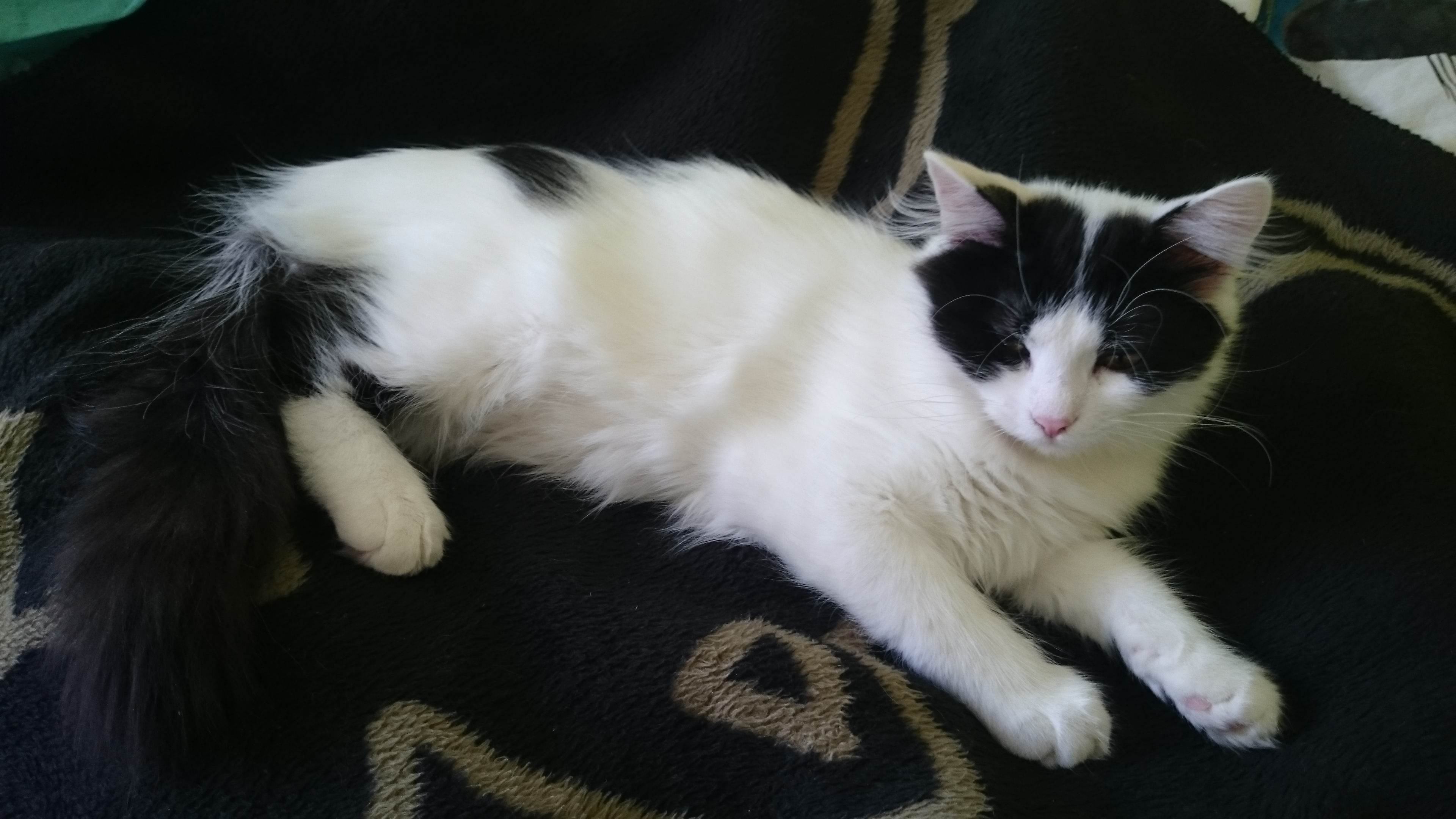 sibirisk kattunge Atric