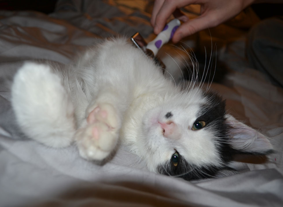 sibirisk katt Pictor
