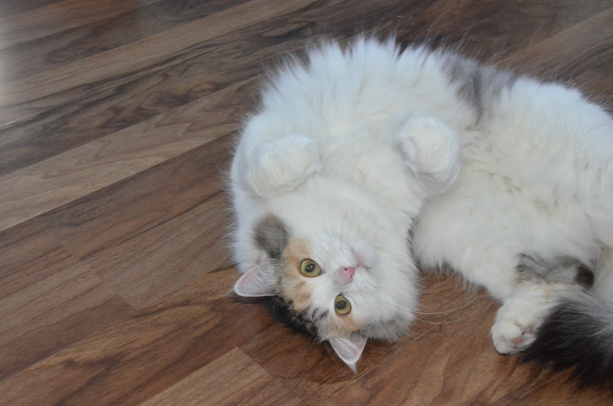 sibirisk katt Gamma