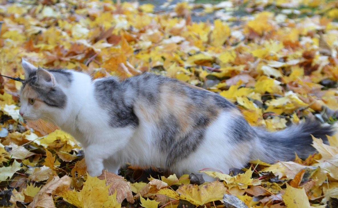 sibirisk katt