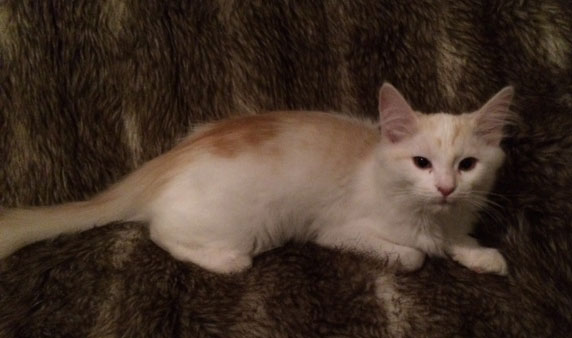 sibirisk katt Regulus
