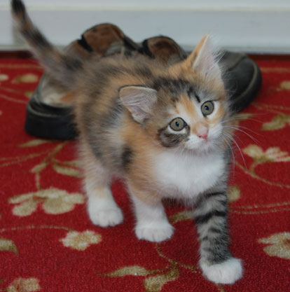 sibirisk kattunge