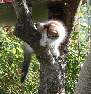 sibirisk katt