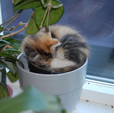 sibirisk kattunge