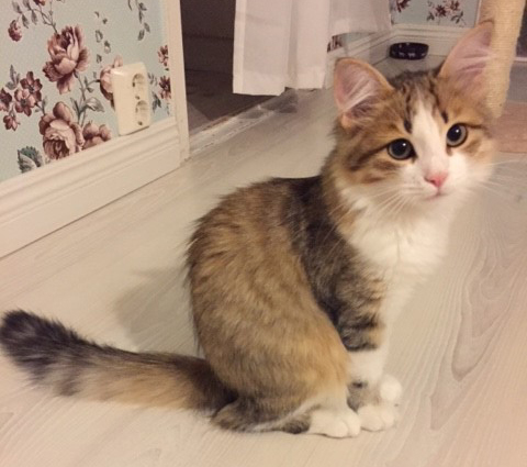 sibirisk katt Elara
