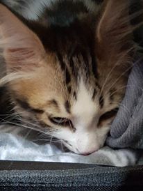 sibirisk kattunge Electra