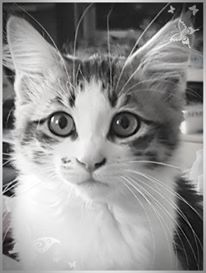 sibirisk kattunge Electra