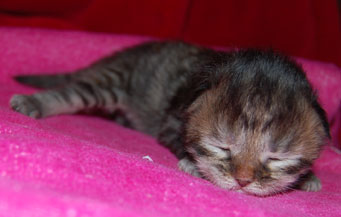sibirisk katt