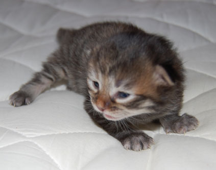 sibirisk kattunge