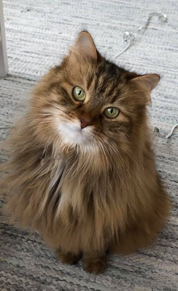 sibirisk katt Epsilon