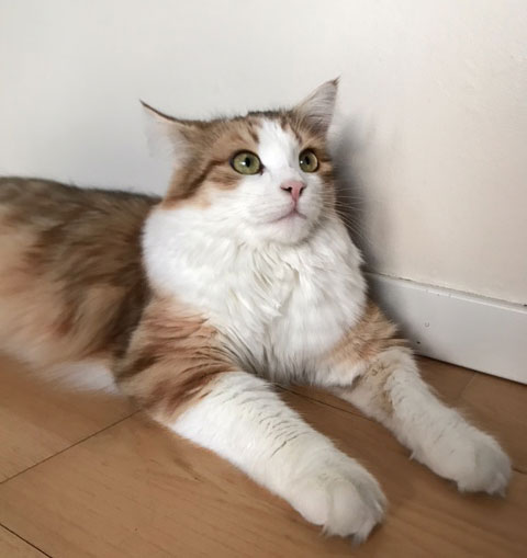 sibirisk katt Geisha