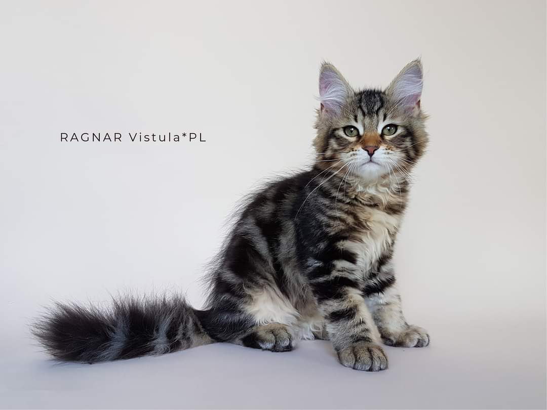 sibirisk katt Ragnar
