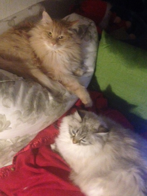 sibirisk katt Fornax