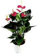 FlFlamingoblomma