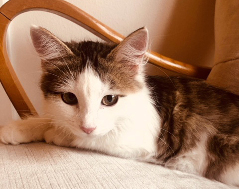 sibirisk katt Polaris