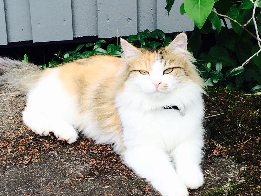 sibirisk katt Gaia