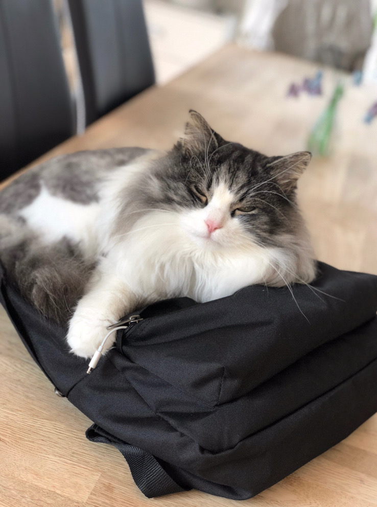 sibirisk katt Apollo