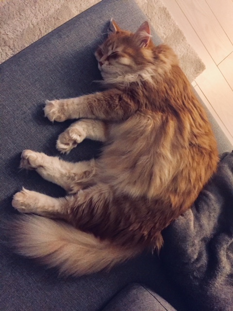 sibirisk katt Mir