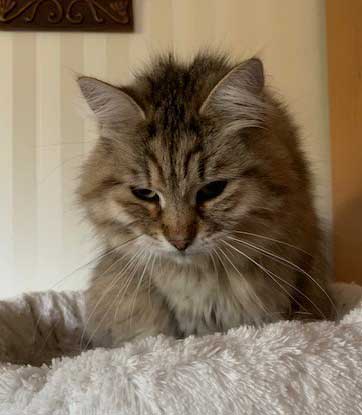 sibirisk katt Gabbie