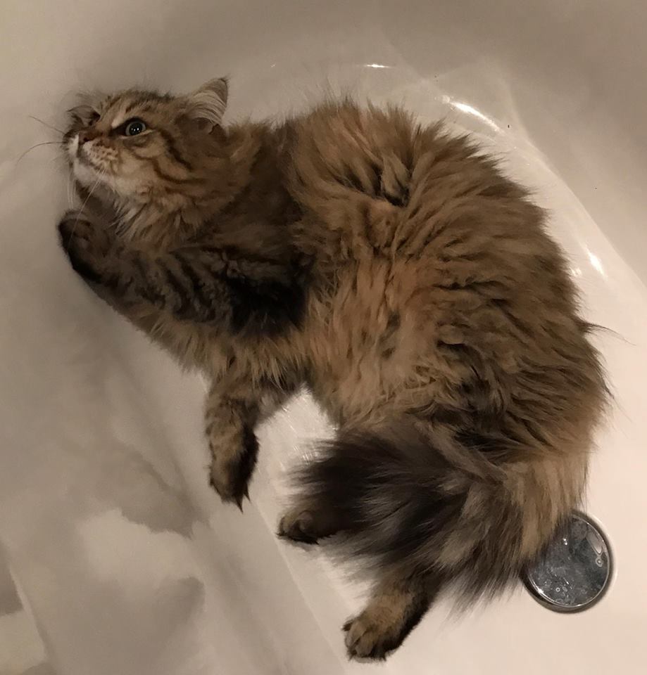 sibirisk katt Gabbie