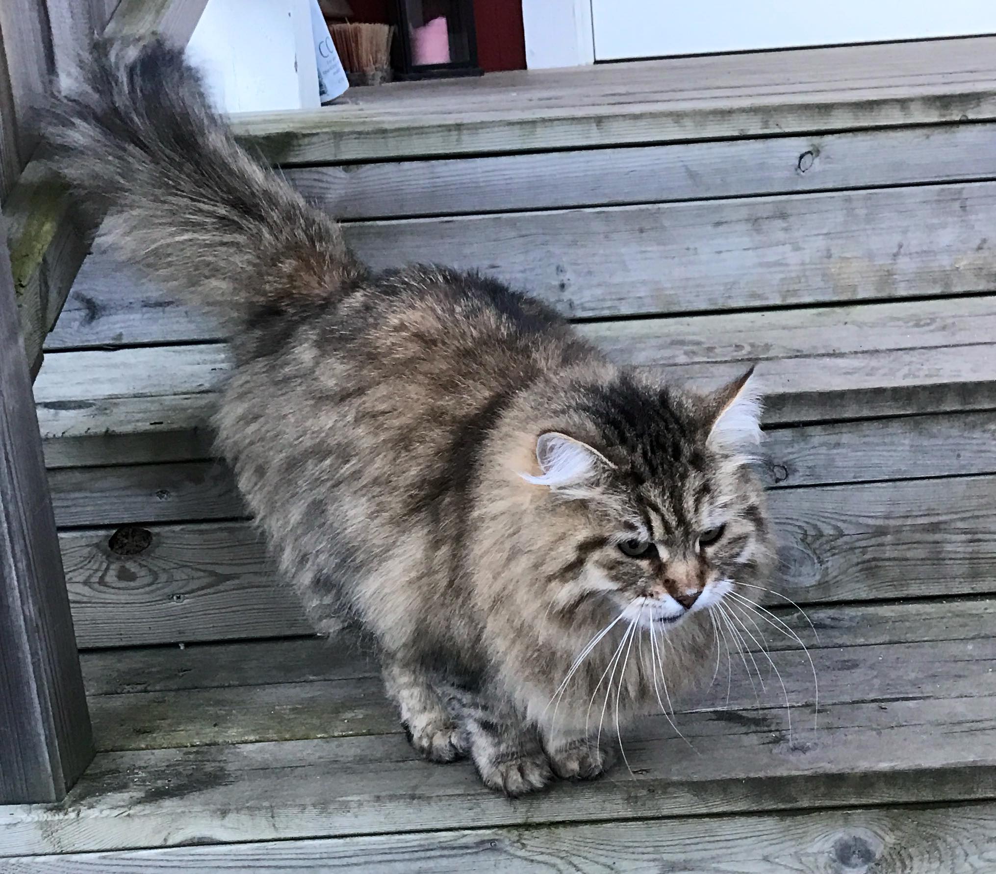 sibirisk katt Gabbie