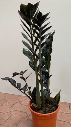 Gaderobsblomma