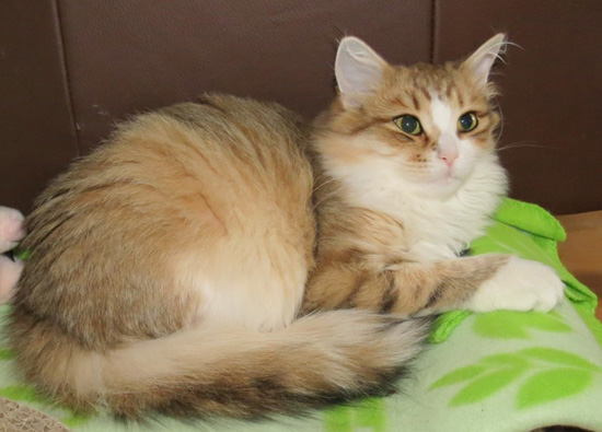 Sibirisk katt Galileo