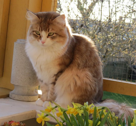 Sibirisk katt Galileo