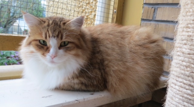 Sibirisk katt Galileo