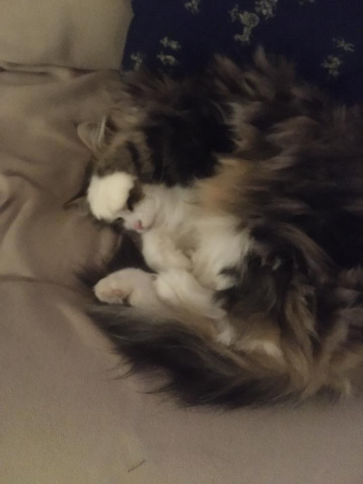 Sibirisk katt Galina
