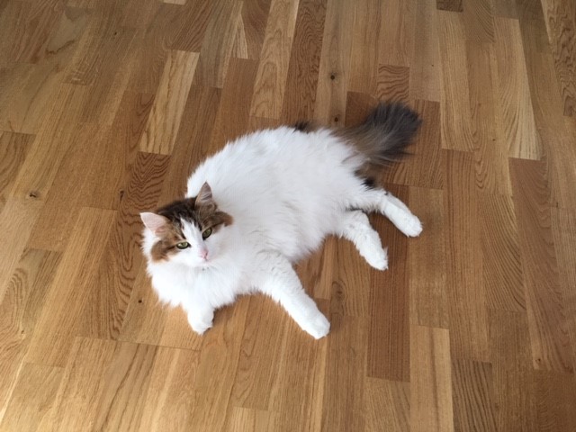sibirisk katt Katz