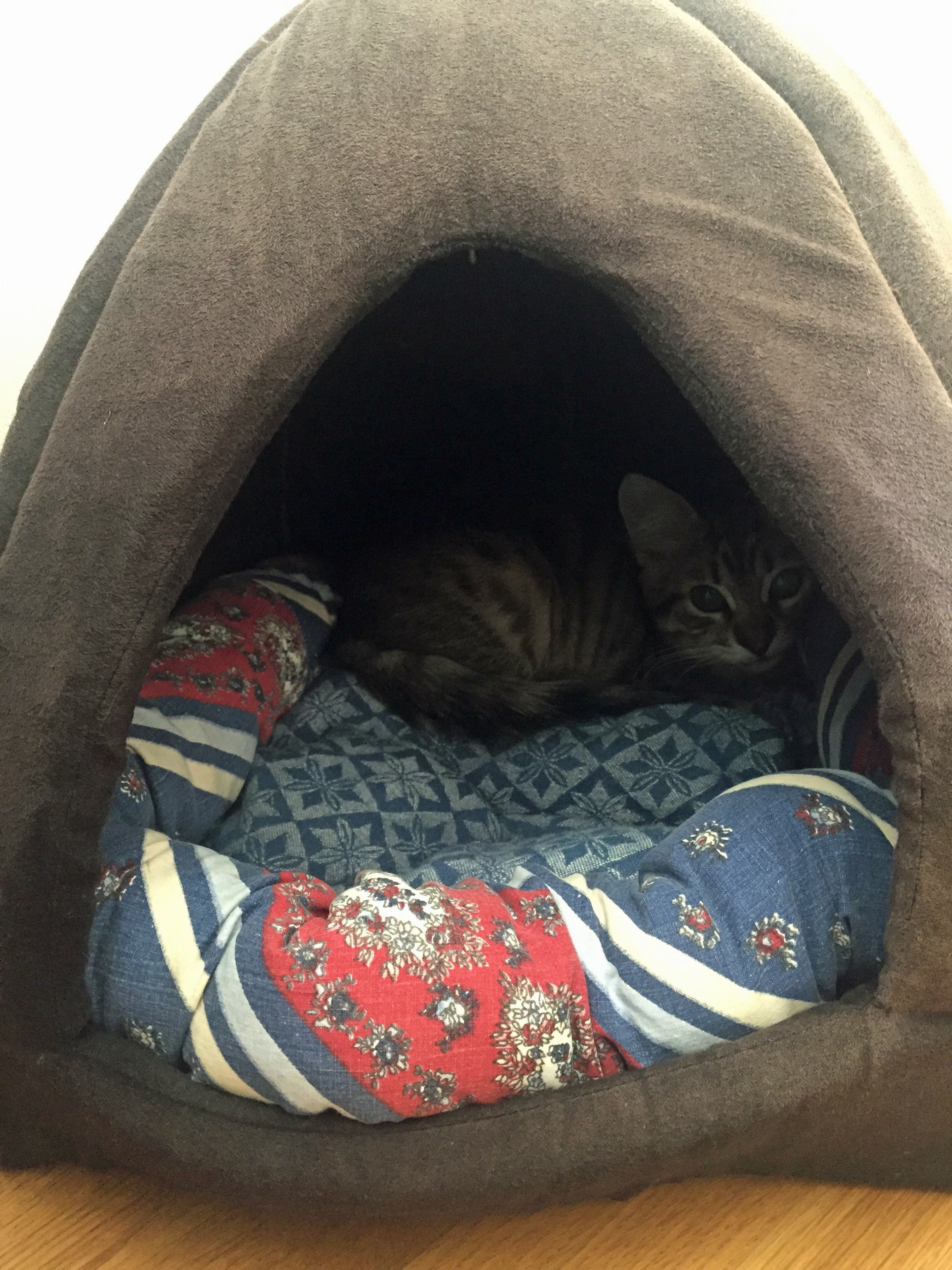 sibirisk katt Hobbe