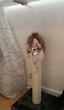 sibirisk kattunge Himalia