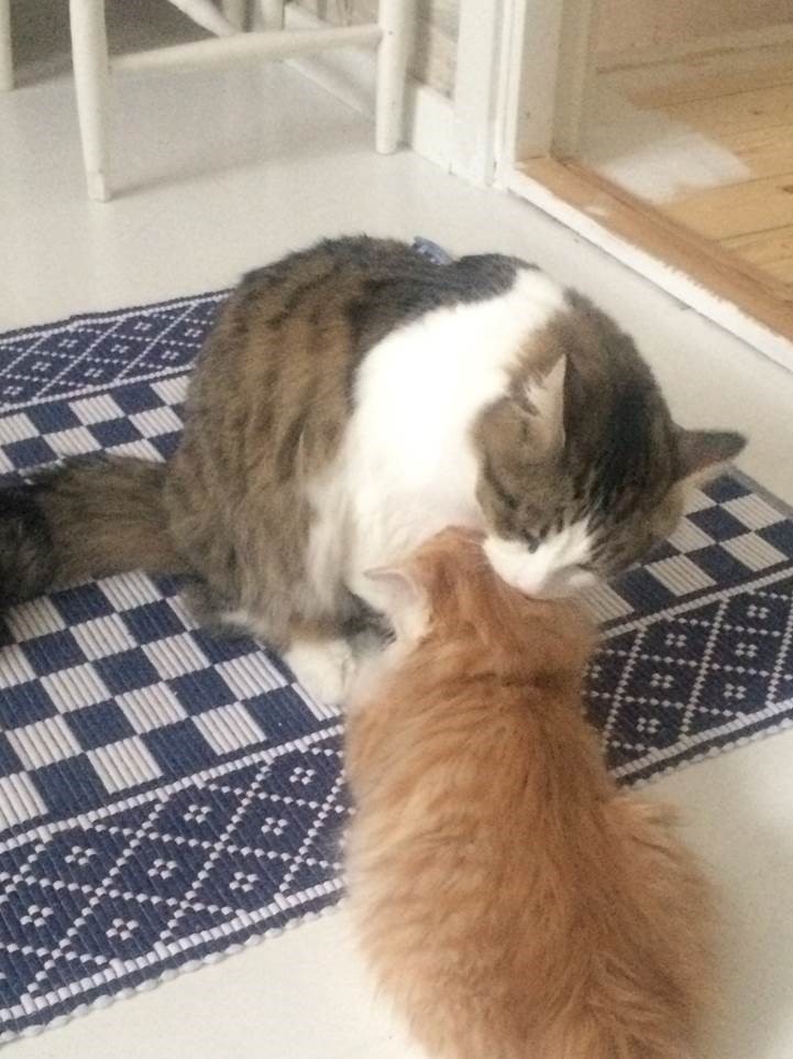 sibirisk kattunge Hubble Ivan