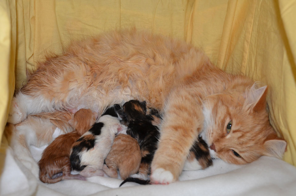 Sibirisk katt I-kull