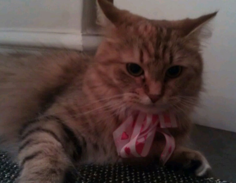 sibirisk katt