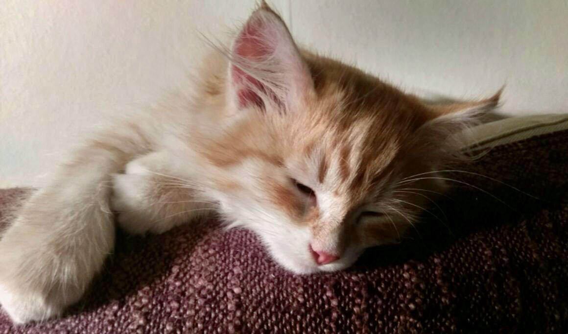 sibirisk kattunge Ian
