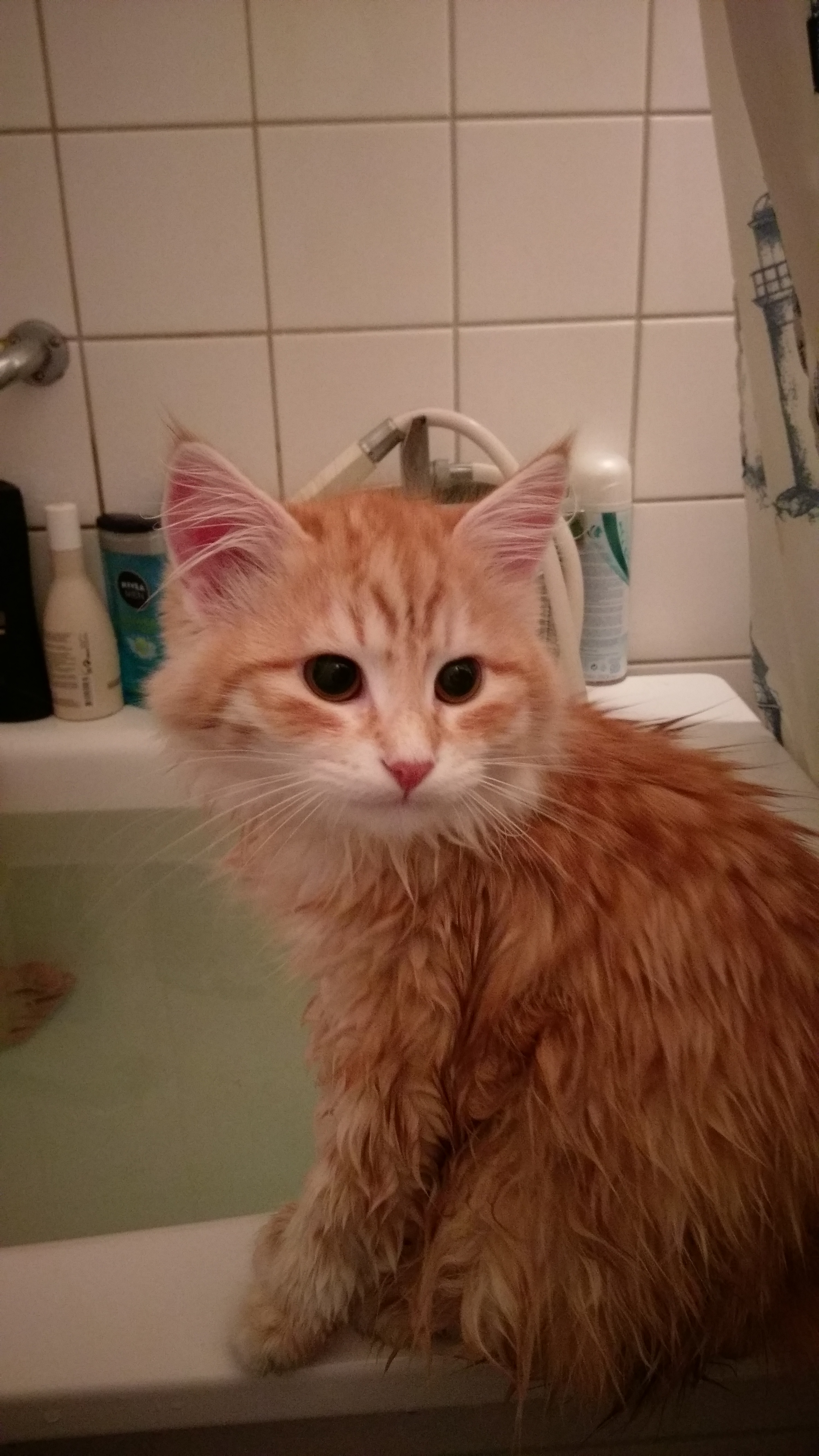 sibirisk katt Ian