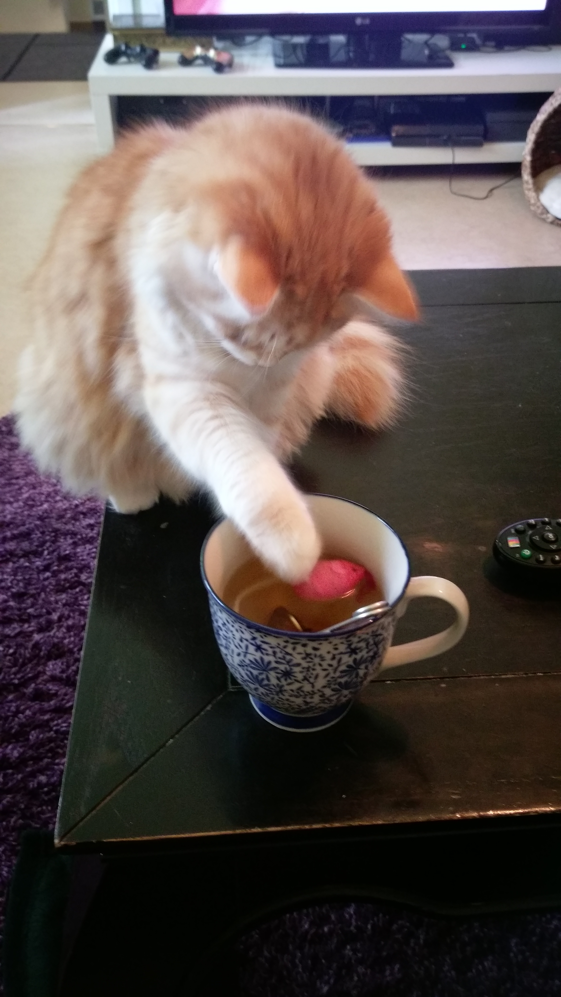 sibirisk katt Ian