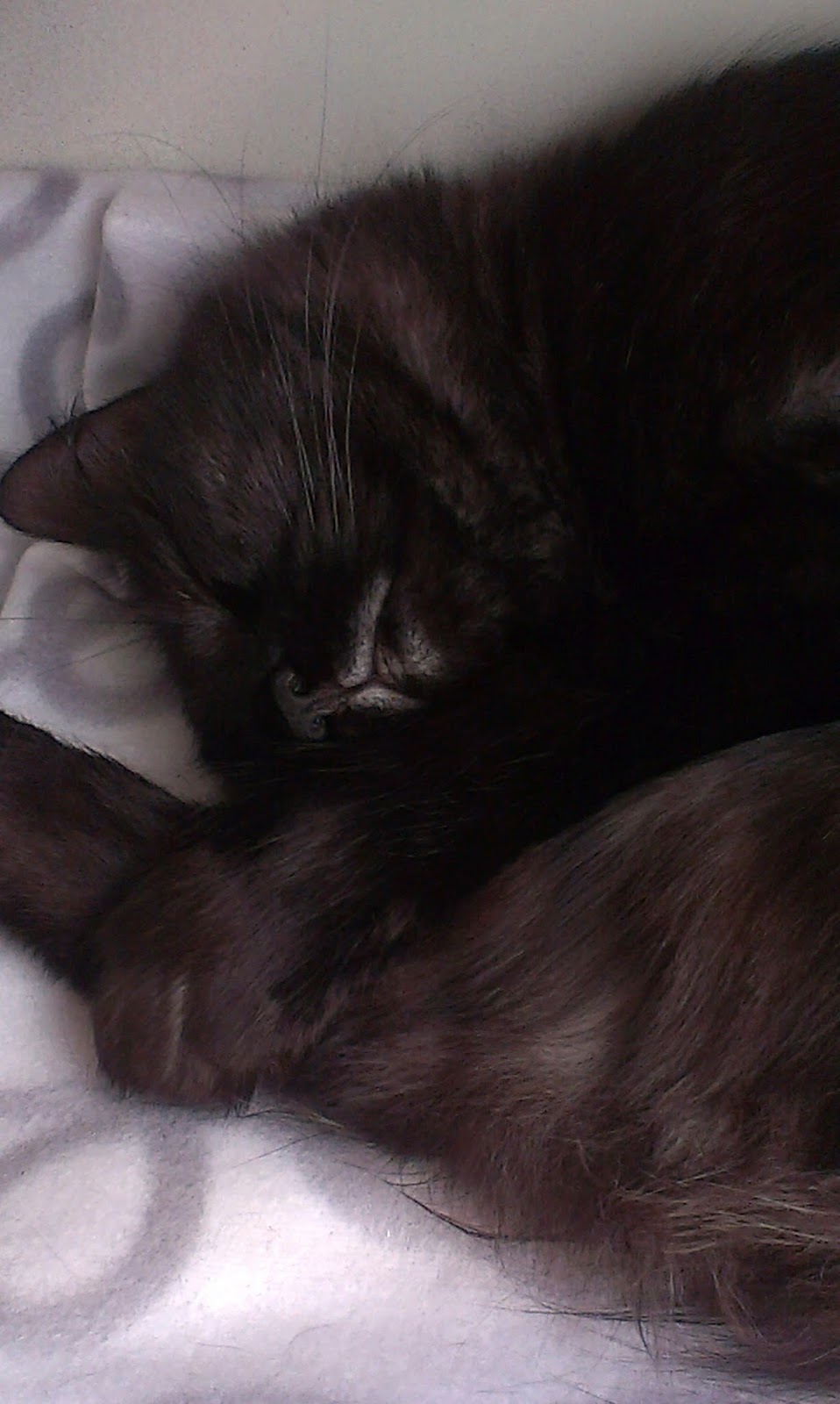 sibirisk katt Potter