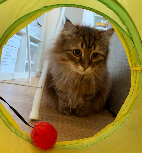 sibirisk katt Orinda