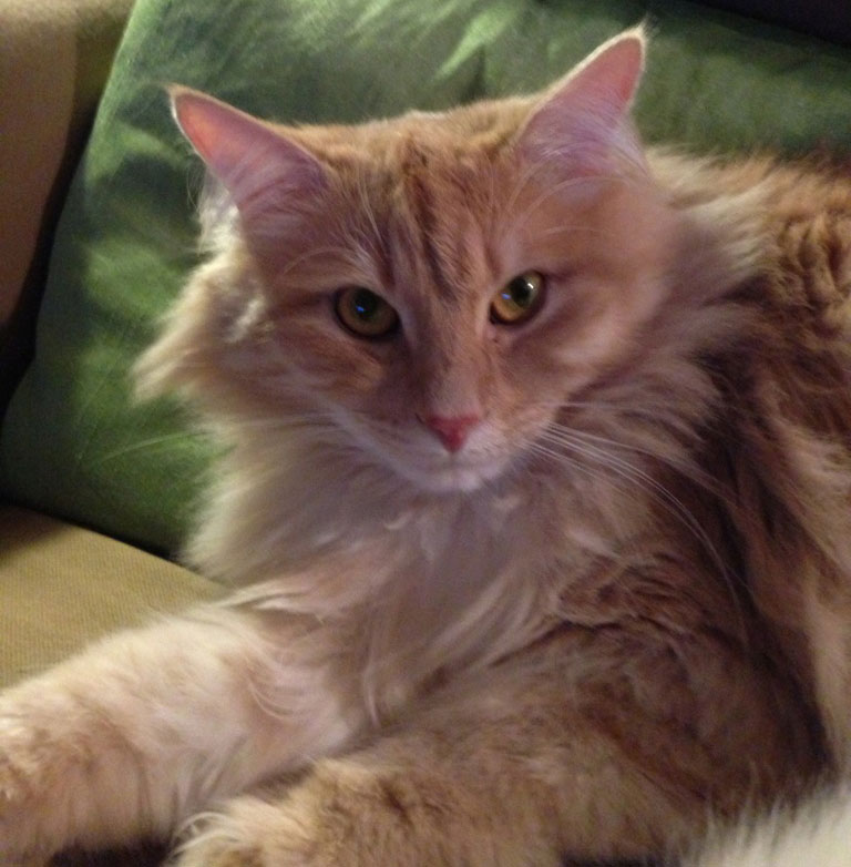 Sibirisk katt Fornax