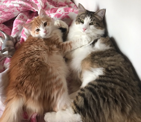 sibirisk katt Hubble o Ivan