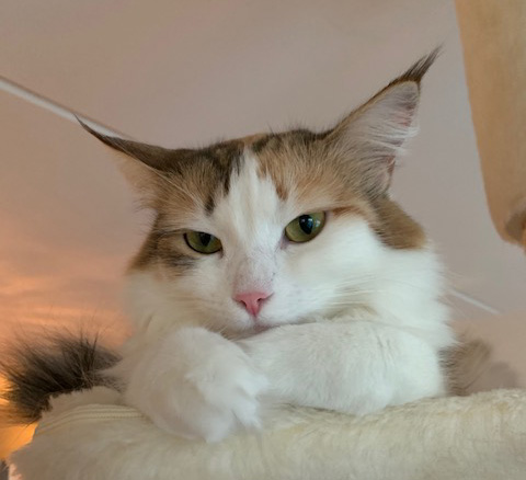 sibirisk katt Nymphe