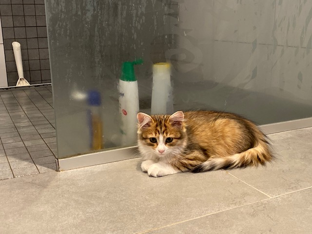 sibirisk kattunge Ueta